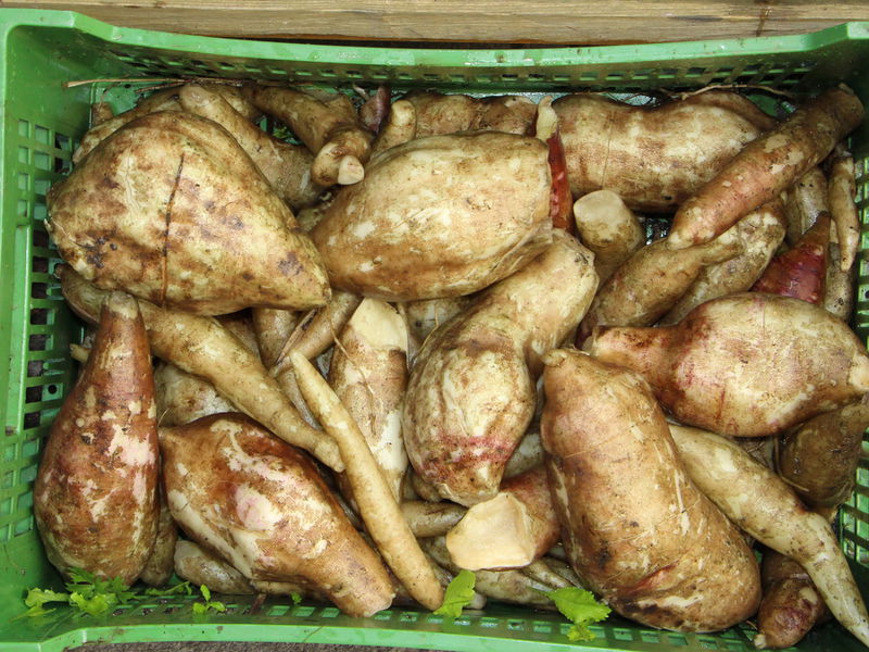 Datei:SG Yacon Erntekiste.JPG