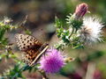 ESt Distel mit Schmetterling.jpg