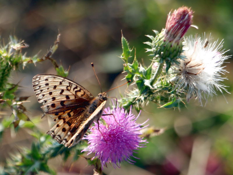 Datei:ESt Distel mit Schmetterling.jpg