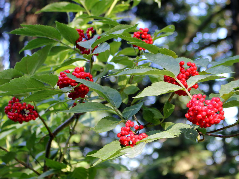 Datei:EST Roter Holler.JPG