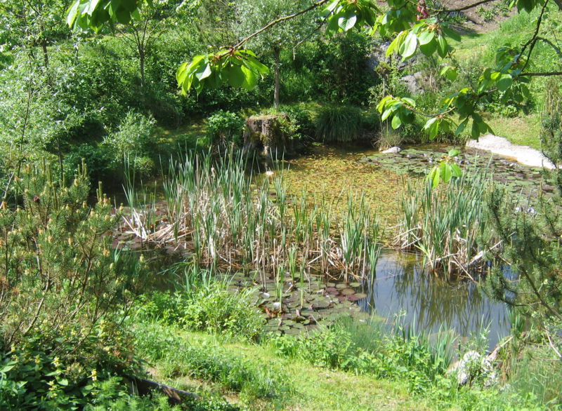 Datei:SH Südgartenbiotop0.jpg