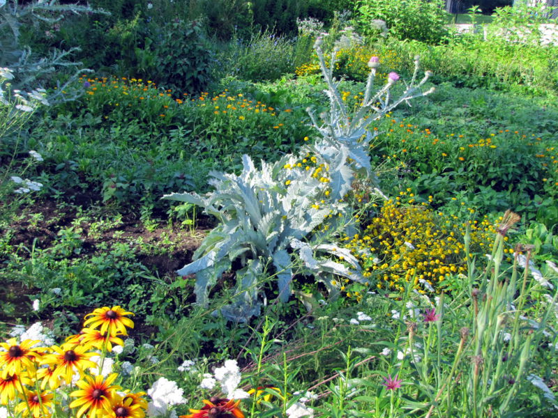 Datei:Sg Eselsdistel Blumenbeet.jpg