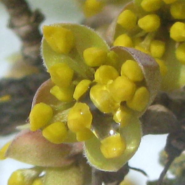 Datei:Offene Dirndlknospe.jpg