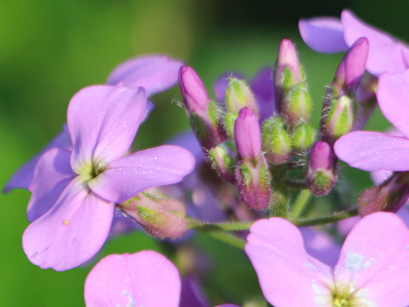 Datei:SG Blüte Gartenviole .jpg