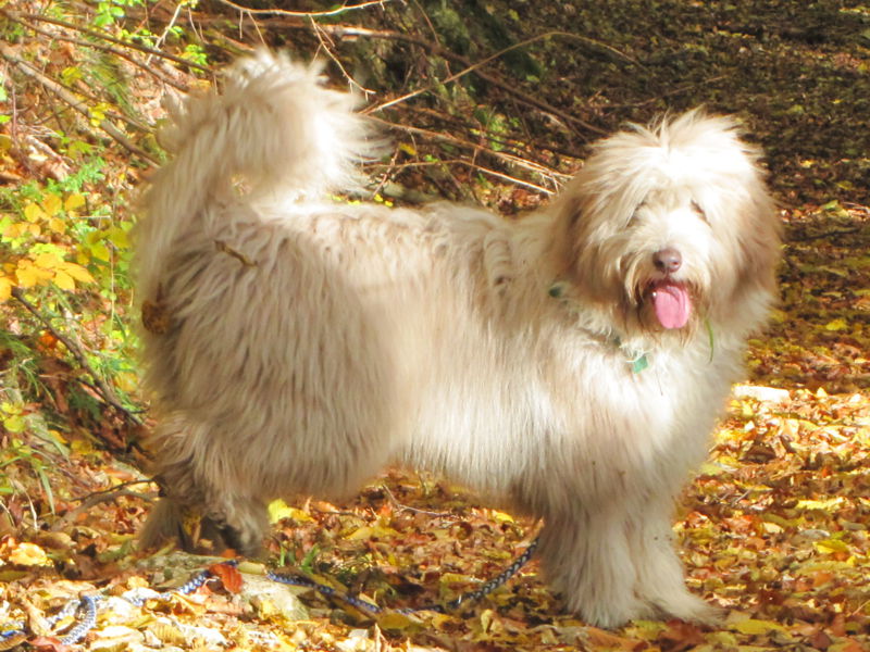 Datei:Paula Herbst11-1.jpg