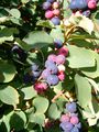 Amelanchier ovalis.JPG