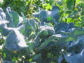 SG Broccoli.jpg