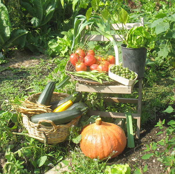 Datei:SG Ernte als Stil-Leben.jpg