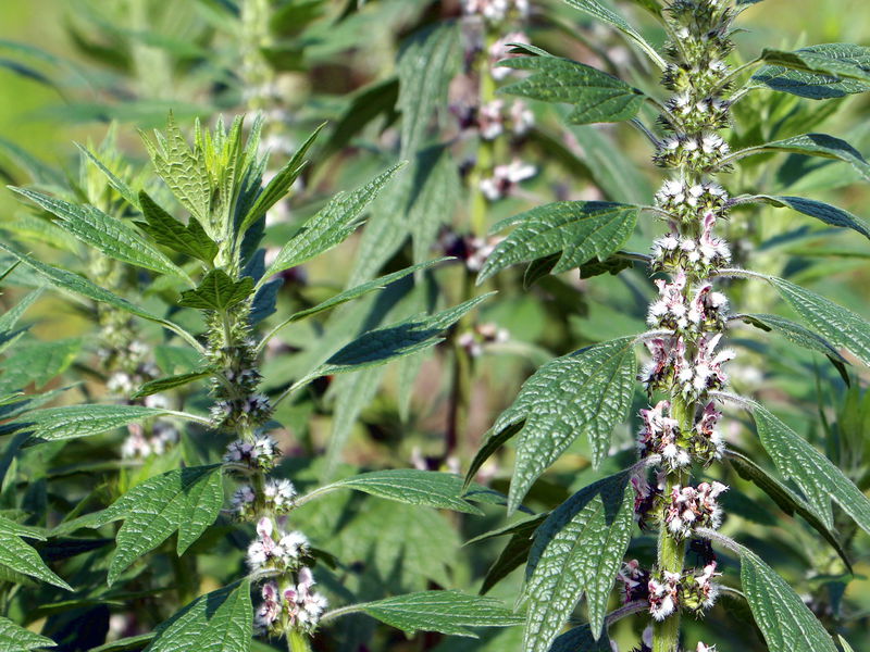 Datei:SG Herzgespann Blüte.jpg