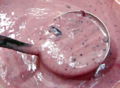 Dirndl-Joghurt.jpg
