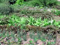 SG Gemüsegarten.jpg