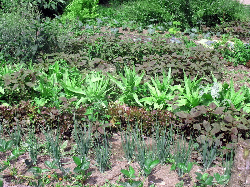 Datei:SG Gemüsegarten.jpg
