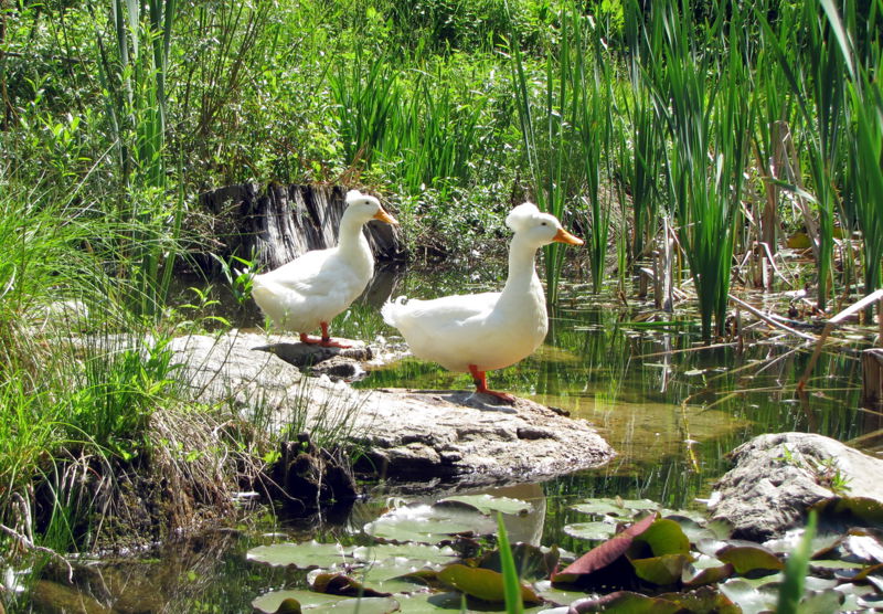 Datei:SGSüdgarten-Biotop Enten.jpg