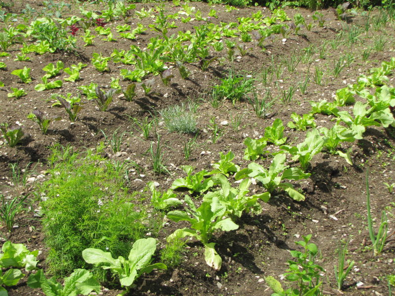 Datei:SG Salatbeete.jpg