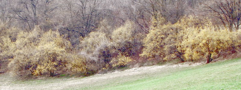 Datei:Dirndlzeiler GanschQuer.jpg