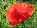 Klatschmohn - groß.jpg