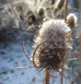 Carde mit Schnee.jpg