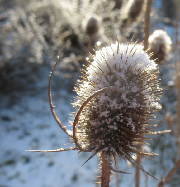 Datei:Carde mit Schnee.jpg