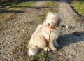 Hund am Dirndlweg.jpg