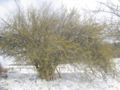 WH Blüte 2009-1.JPG