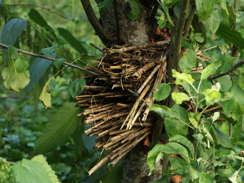 Datei:SG Insektenhotel Natur.JPG