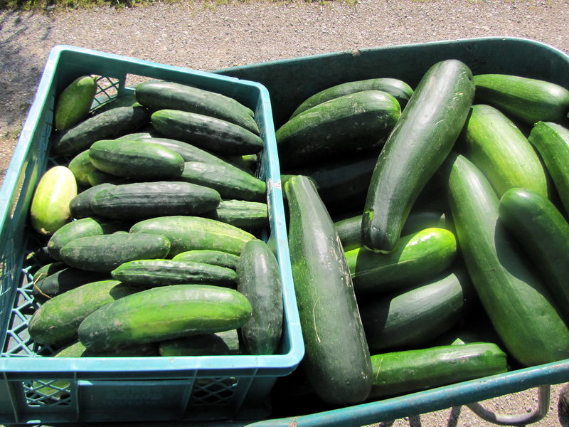 Datei:SG Ernte Gurken Zucchini.jpg