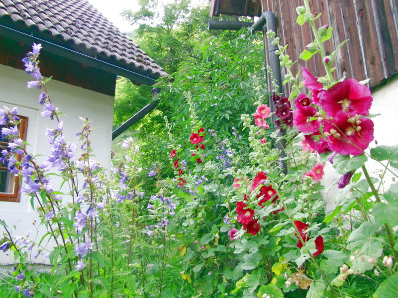 Datei:SD Stockrose Herrenhaus.jpg