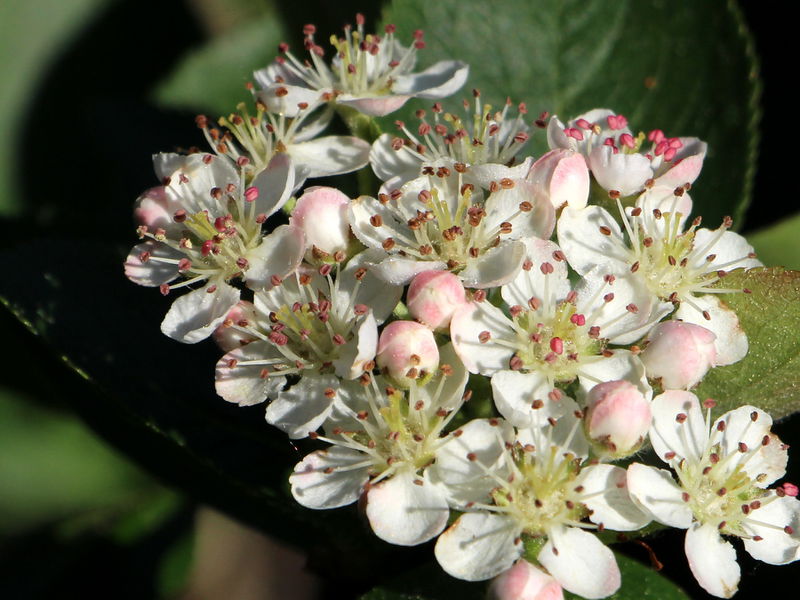 Datei:SG Apfelbeerenblüten.JPG